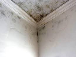 Best Mold Removal for HVAC Installations  in Roanoke, AL