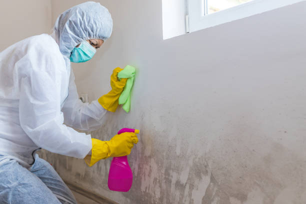 Best Water Damage & Mold Remediation  in Roanoke, AL